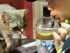 -猫色咖啡·猫咖