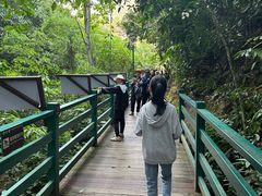 -西双版纳原始森林公园
