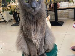-平行世界·猫咖(首经贸店)