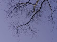 -贡湖湾湿地公园