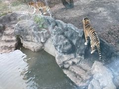 -深圳野生动物园