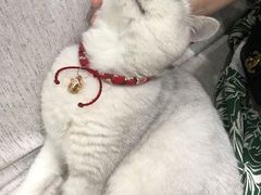 -藏猫猫咖啡主题馆(中央大道店)