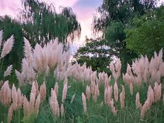 -贡湖湾湿地公园