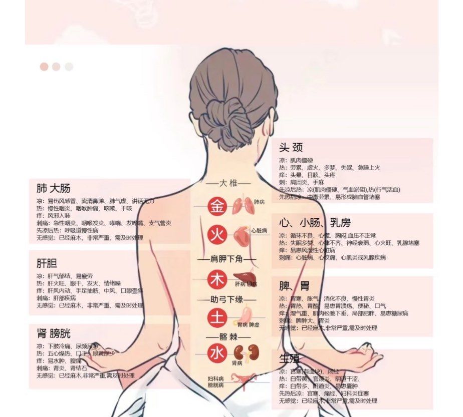 "背部脏器反射图"指根据反射区理论,将背部不同区域与内脏器官对应