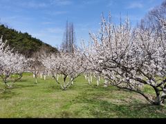-棒棰岛宾馆景区