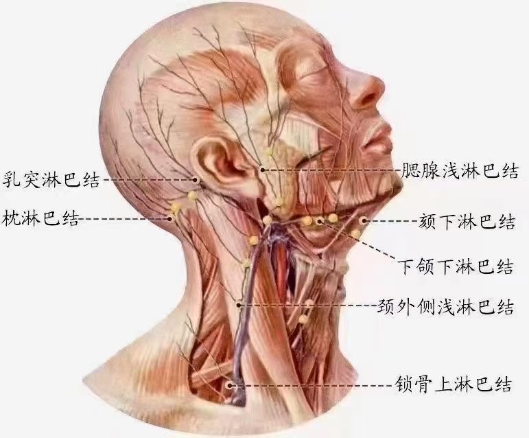 头面部淋巴结分布图图片