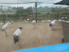 -盐城丹顶鹤湿地生态旅游区