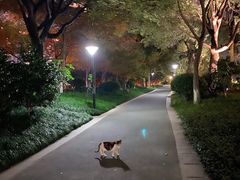 -钱江新城灯光秀