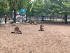 -秦皇岛野生动物园