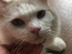 -东方名猫馆·英短金渐层布偶猫舍(环线广场1号楼店)