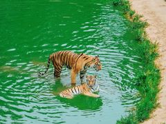 -西霞口神雕山野生动物世界