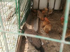 -小鱼草莓采摘园农家乐·小鱼餐厅