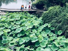 -桂湖森林公园