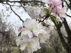 -两河城市森林公园