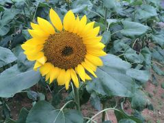 -松山湖梦幻百花洲