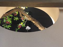 -意满花千醉(金茂览秀城店)