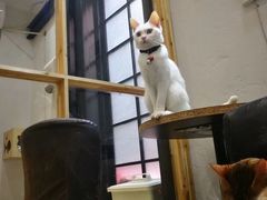 -猫色咖啡·猫咖