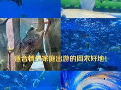 -海合安成都极地海洋公园