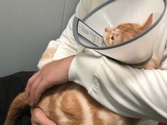 -伟伟宠物医院·瑞派猫友好医院·猫科(光谷店)