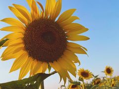 -光明小镇欢乐田园