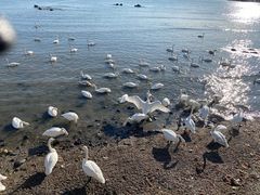 -烟墩角天鹅湖