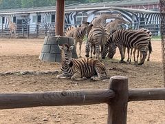 -大连森林动物园