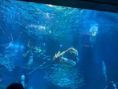 -海合安成都极地海洋公园