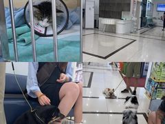 -派美特宠物医院·核磁CT·骨科肿瘤·疑难转诊(沈农禾丰店)