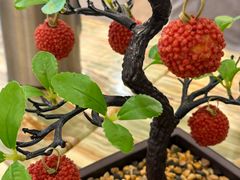 -椿记烧鹅(北门店)