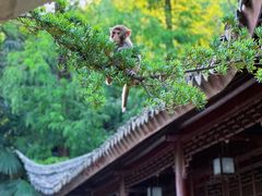 -苏州上方山国家森林公园