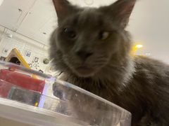 -平行世界·猫咖(首经贸店)