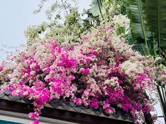 -深圳国际园林花卉博览园