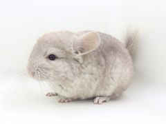 -龙猫仔乐园(惠福东路店)