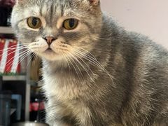 -猫咪派对(江南西店)