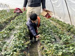 -小鱼草莓采摘园农家乐·小鱼餐厅