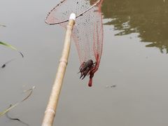 -南汇新场正宗水蜜桃采摘