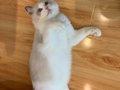 -momokira米努特·德文卷毛猫·棉花面纱犬