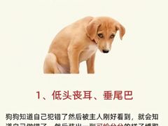 -宠物寄养训练学校
