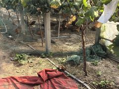 -马陆小张葡萄园农家乐