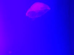 -瑞普利水族馆
