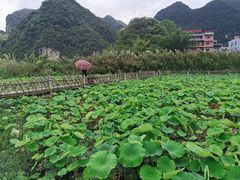 -靖西鹅泉风景区