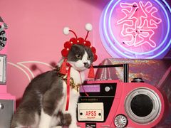 -超宠爱宠物摄影-Super pet