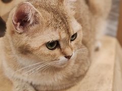 -楼上猫咖(罗湖店)