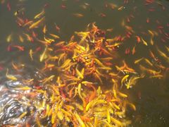 -武汉紫薇都市田园