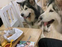 -李小姐の猫咖啡馆(五角场店)