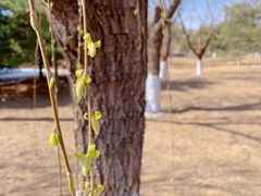 -大兴滨河森林公园