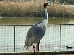 -盐城丹顶鹤湿地生态旅游区