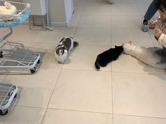 -怪兽屋·羊驼·猫咖·狗咖(俊华广场店)