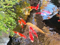 -鲤院·新中式美学·庭院餐厅(夫子庙店)