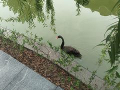 -芭东小镇温泉